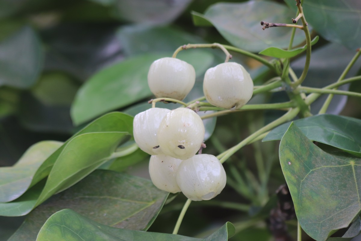 Hernandia nymphaeifolia (C.Presl) Kubitzki